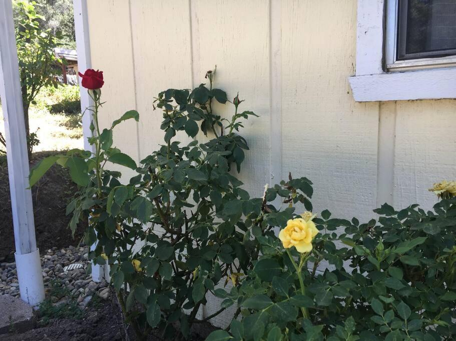 Sierra Sunset Cottage -Yosemite Area Vacation Cottage Ahwahnee Exterior foto